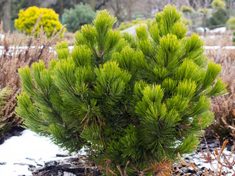 17 Dwarf Trees That Are Perfect For Small Spaces