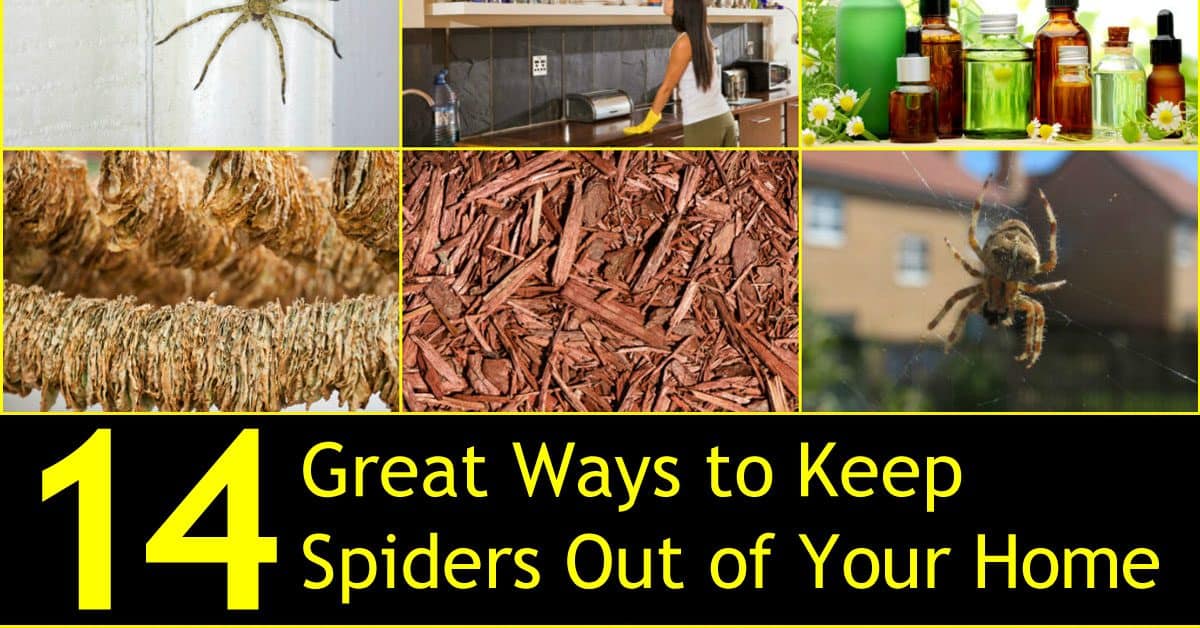 14 Great Ways To Keep Spiders Out Of Your Home Naturally Paul S Pest Patrol