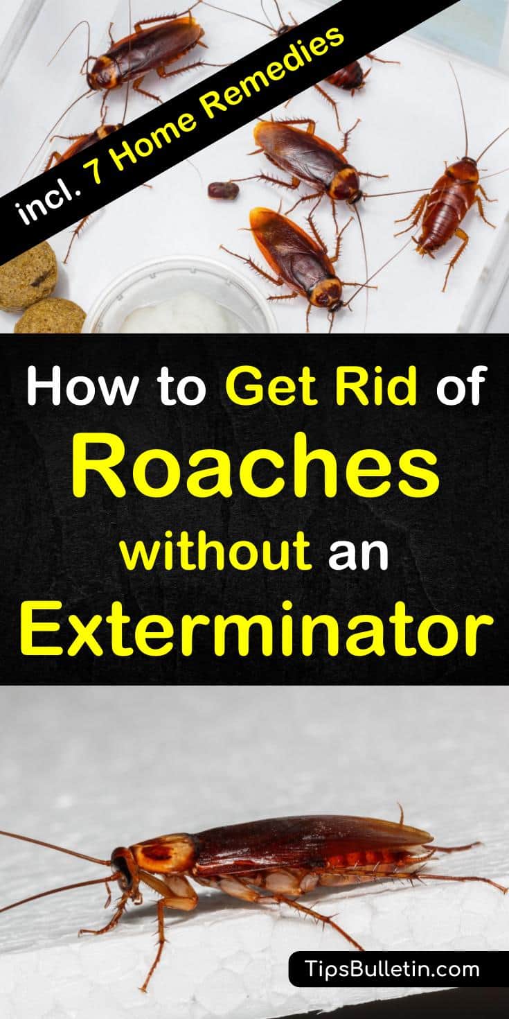 How To Get Rid Of Roaches Without An Exterminator P1 