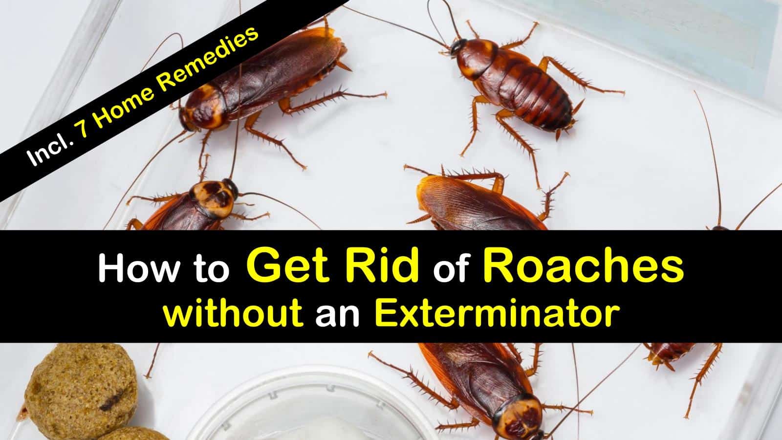 roaches rid exterminator remedies without ways come cockroaches way tipsbulletin getting pest control infestation kill simple super natural household common