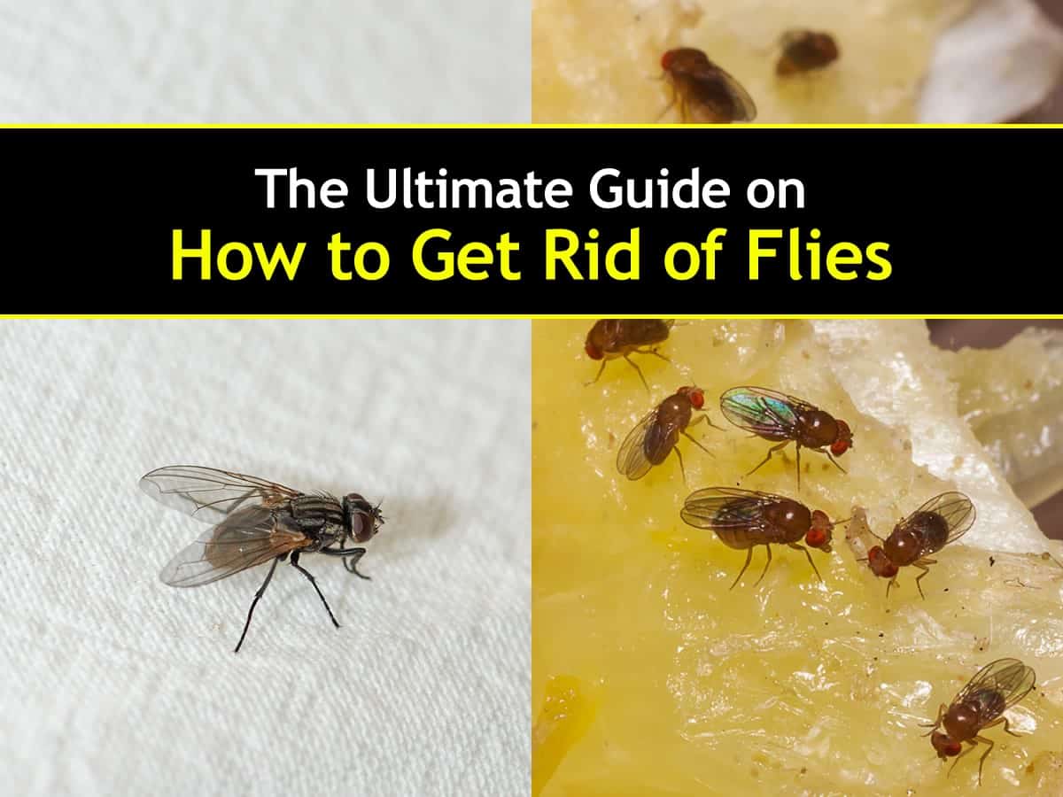 get rid of house flies