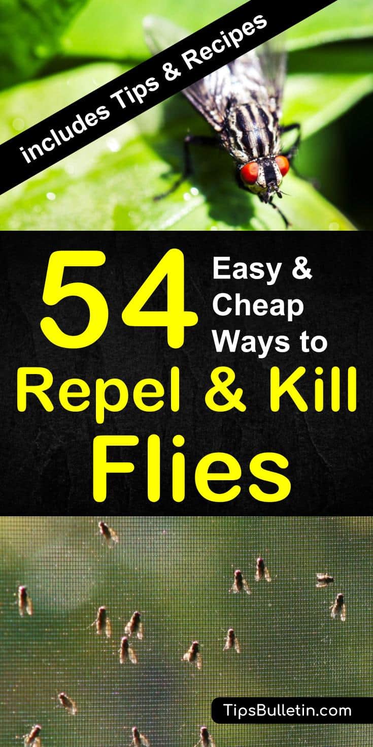 Find out how to keep flies away in a natural way. With 54 ways to repel and kill houseflies, mosquitoes, and gnats. Includes natural DIY fly repellant recipes and plants that repel flies naturally from food and dogs. #fly #keepaway #repel #repellent #houseflies #mosquitoes