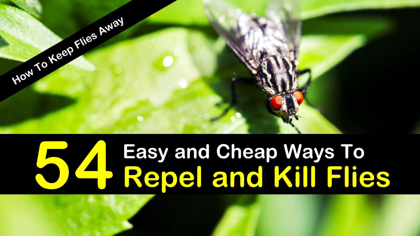 how to kill flies
