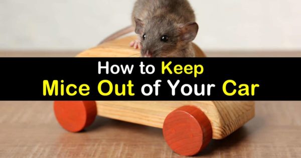 7+ Smart & Simple Ways to Keep Mice Out of Your Car