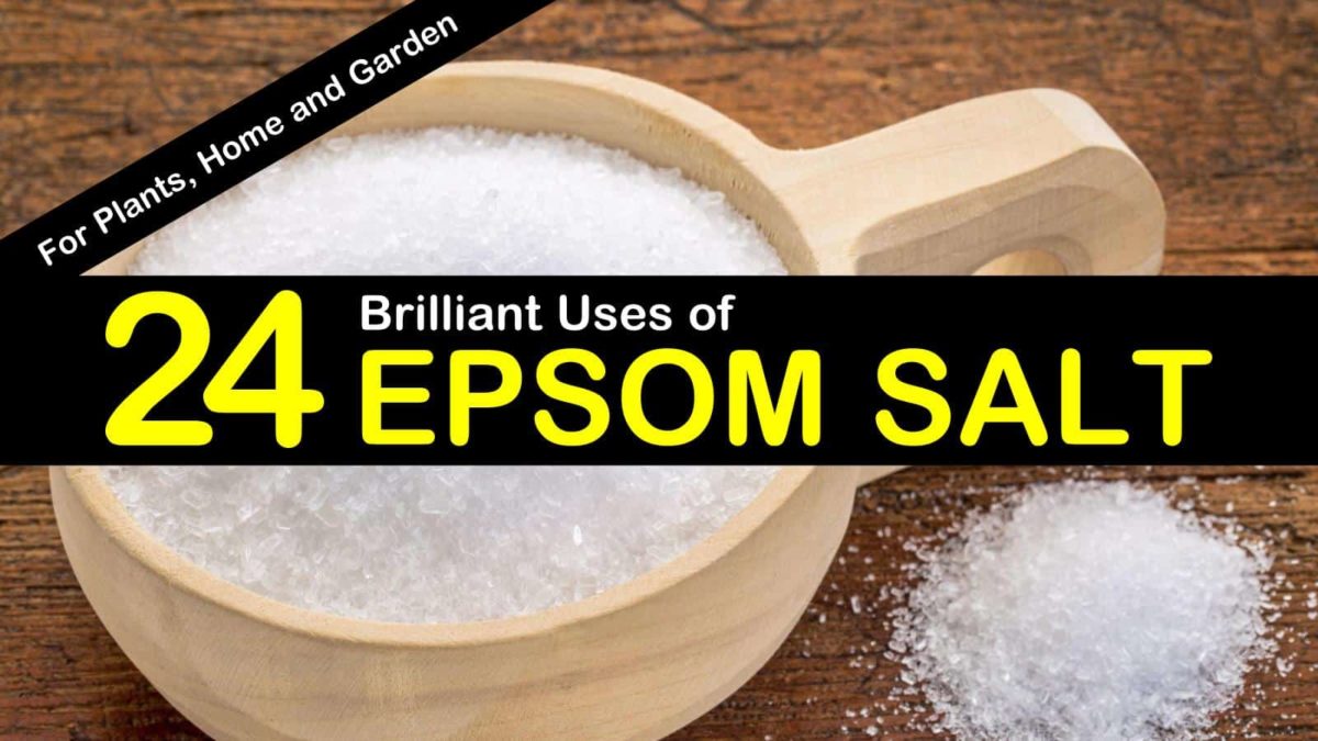 24 Brilliant Epsom Salt Uses for Plants, Home and Garden