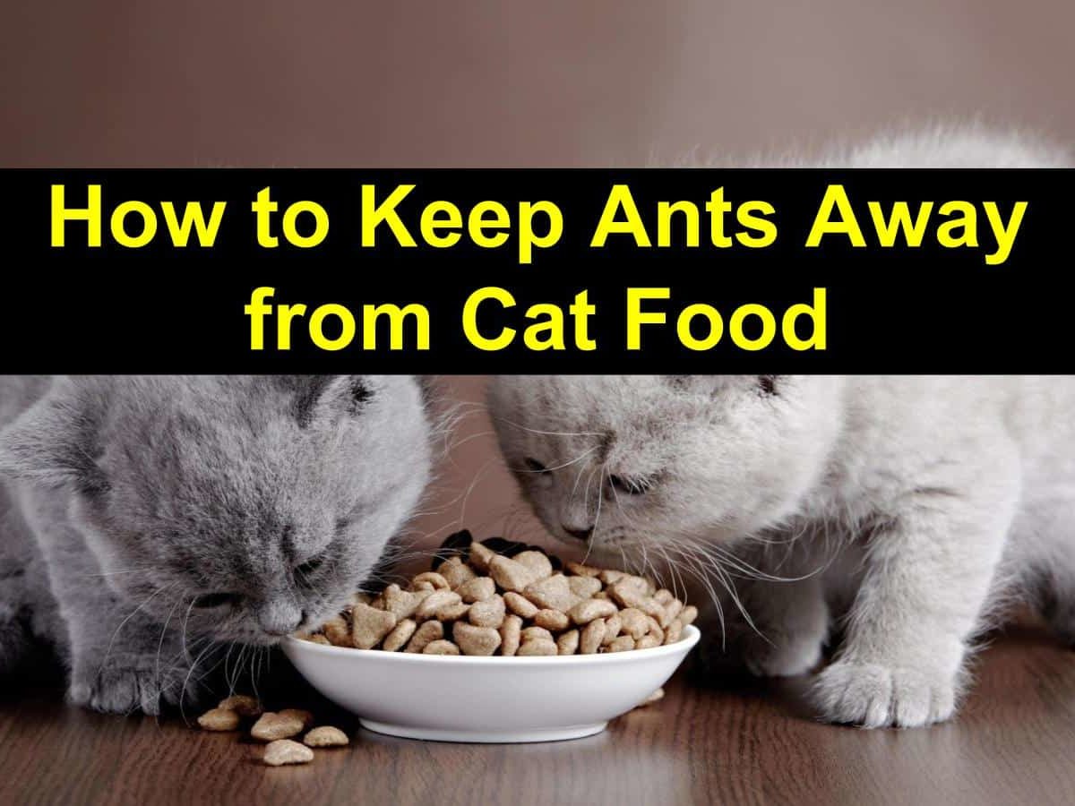 How To Keep Ants Away From Cat Food Titlimg 1 1200x900 Cropped 