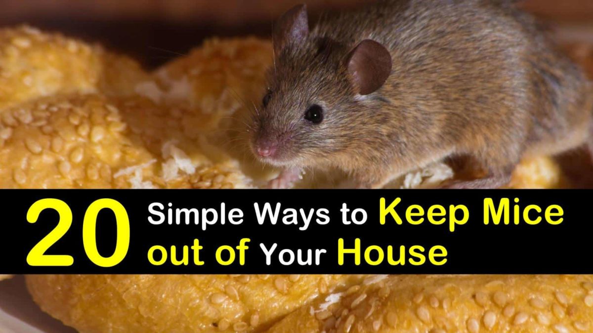 How To Keep Mice Out Of Your House For Good - House Poster