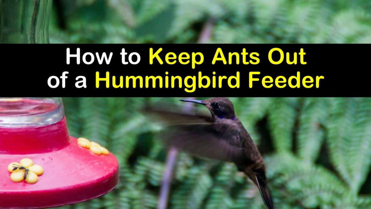 How To Keep Ants Out Of Hummingbird Feeder T1 1200x675 