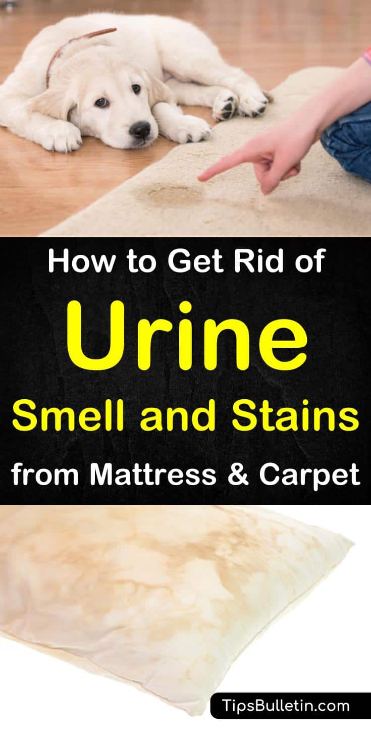 Get Rid of Urine Smell