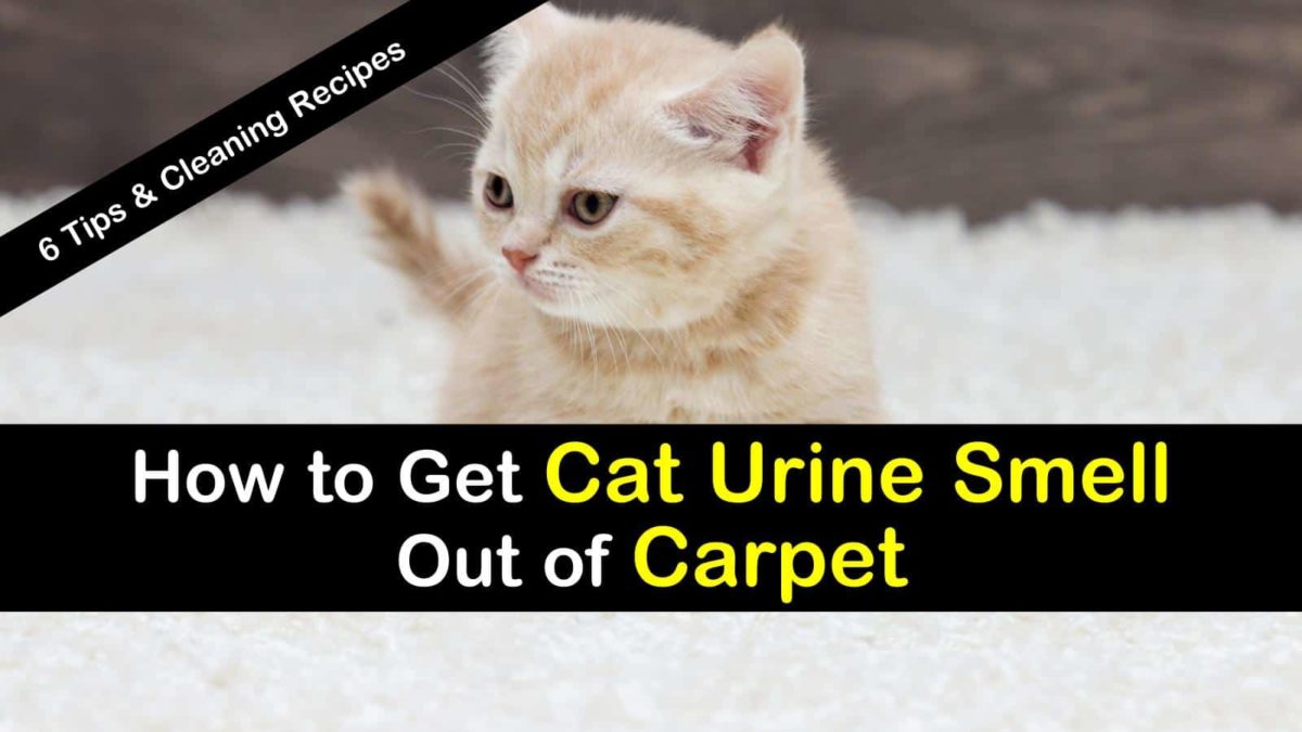 cat pee cleaning solution