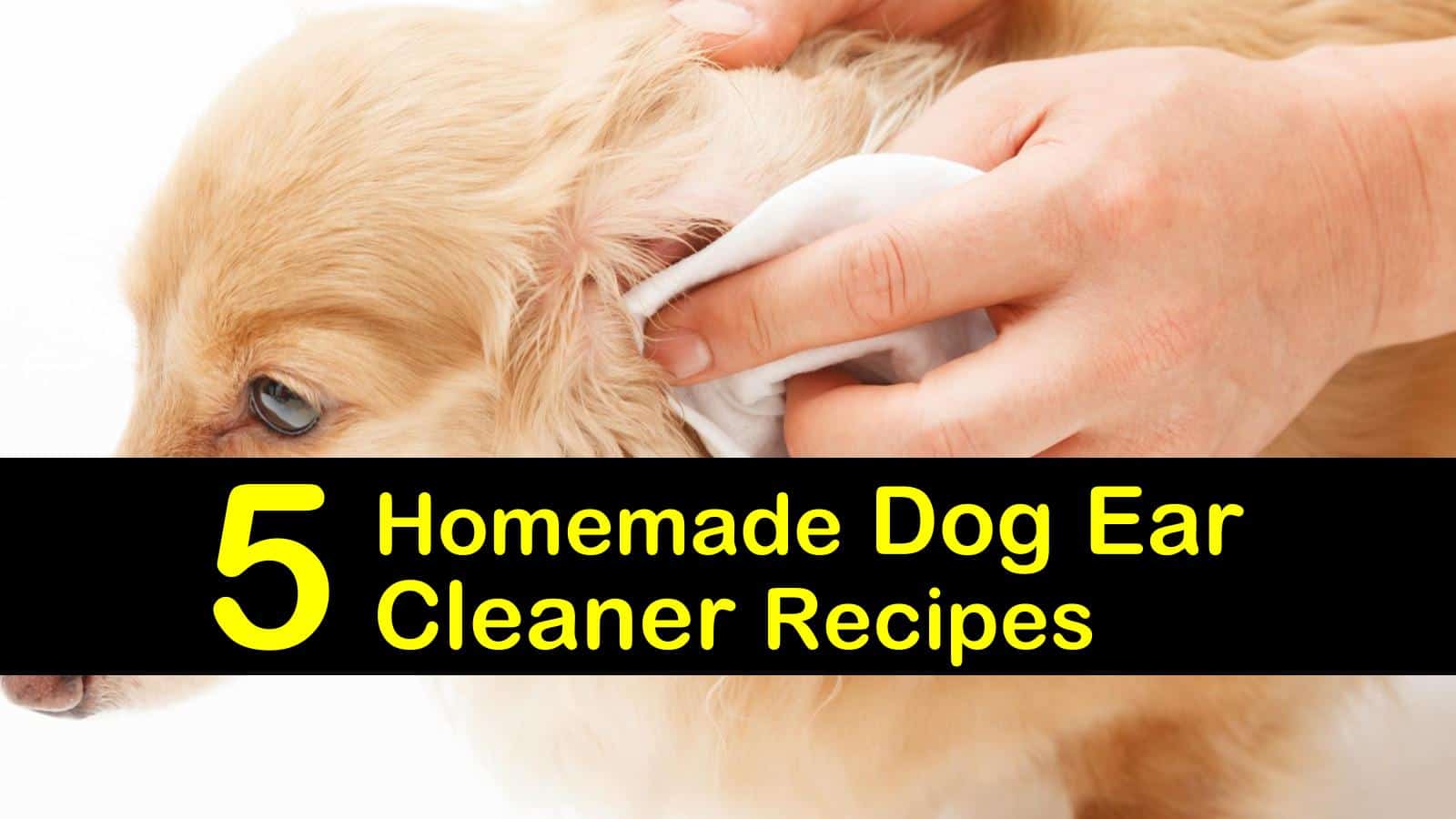 homemade ear wash for dogs ear infection