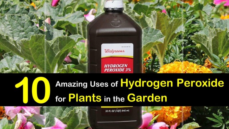 hydrogen peroxide for plants