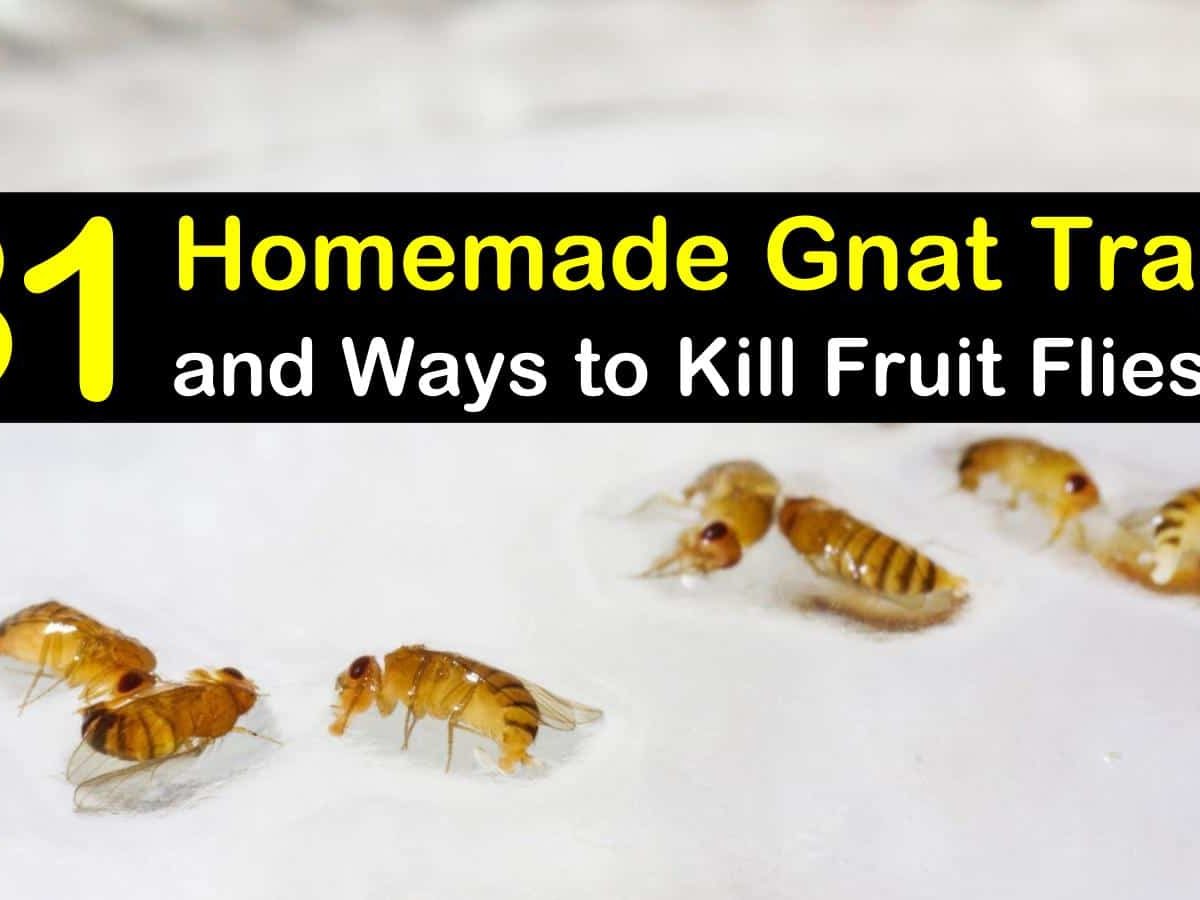 4 Ways to Get Rid of Gnats - wikiHow  How to get rid of gnats, Diy gnat  trap, Gnat traps