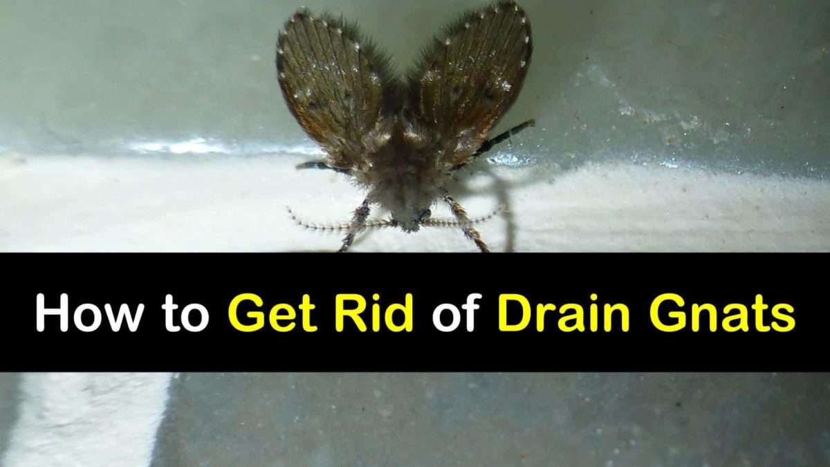 How To Get Rid Of Drain Gnats T1 1200x675 Cropped 