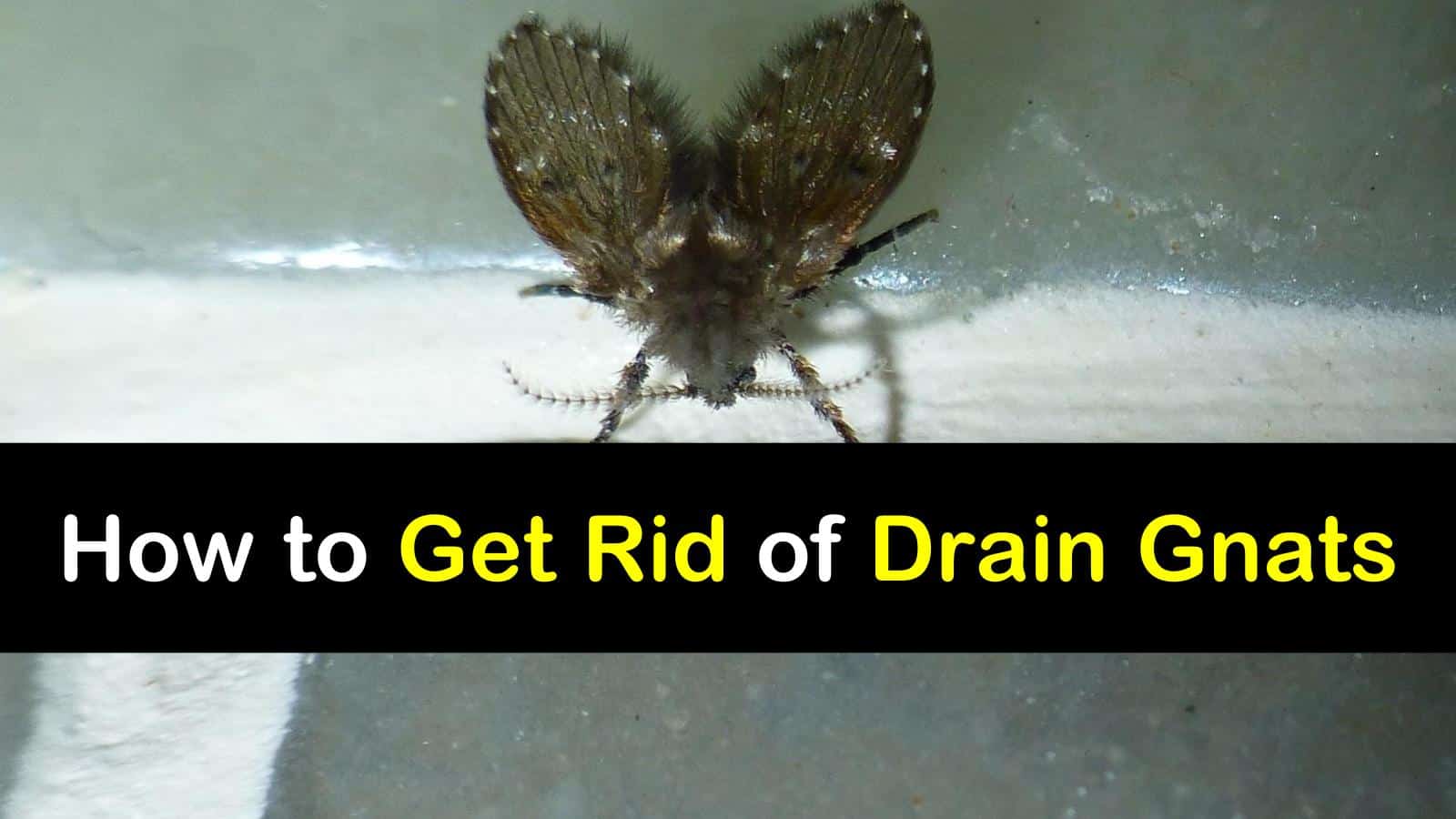 How To Get Rid Of Drain Gnats T1 