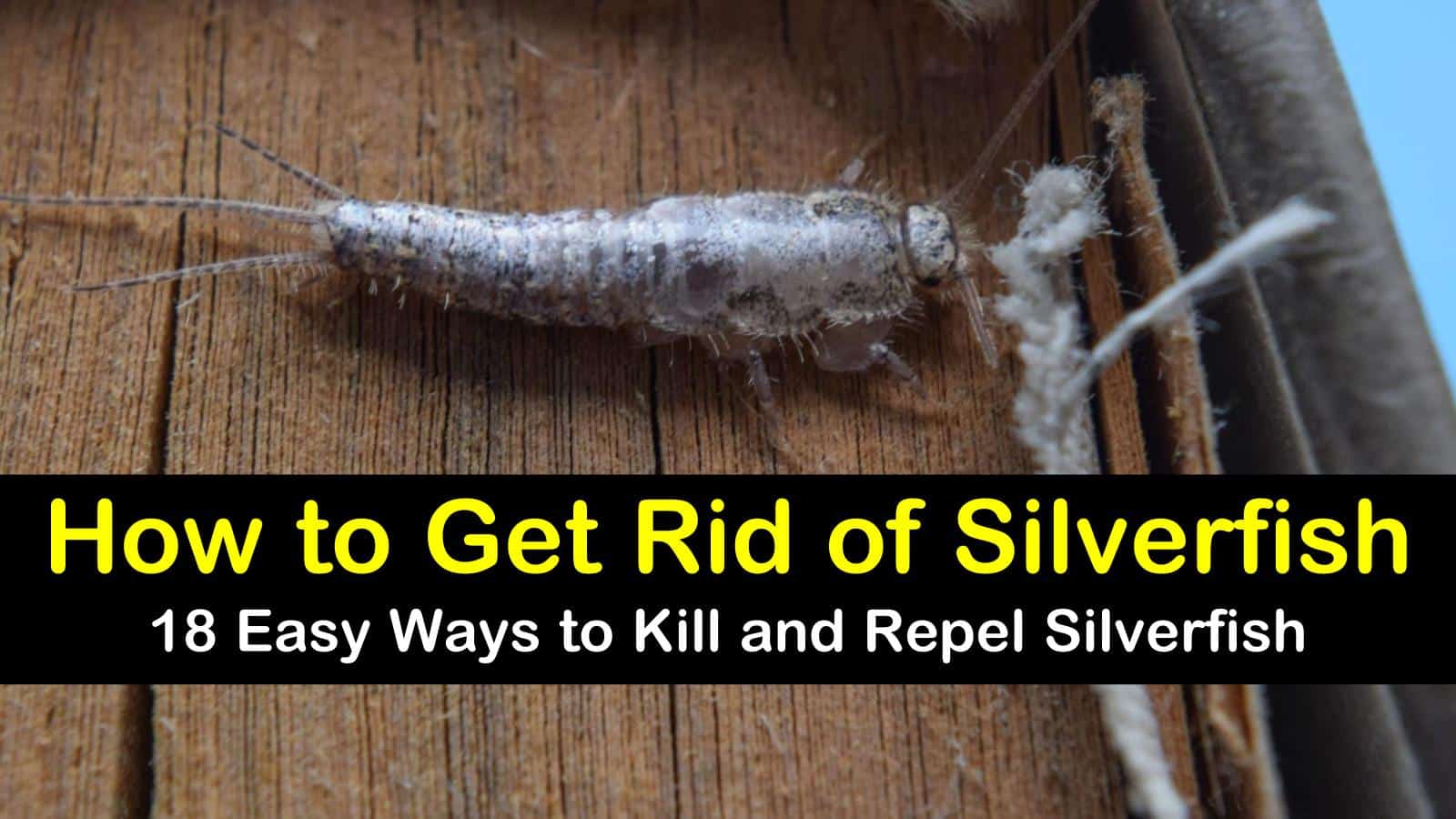 How To Get Rid Of Silverfish T1 
