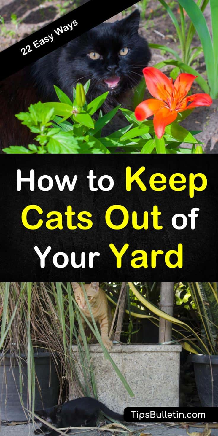 How to Keep Cats Out of Your Yard - 22 Easy Ways