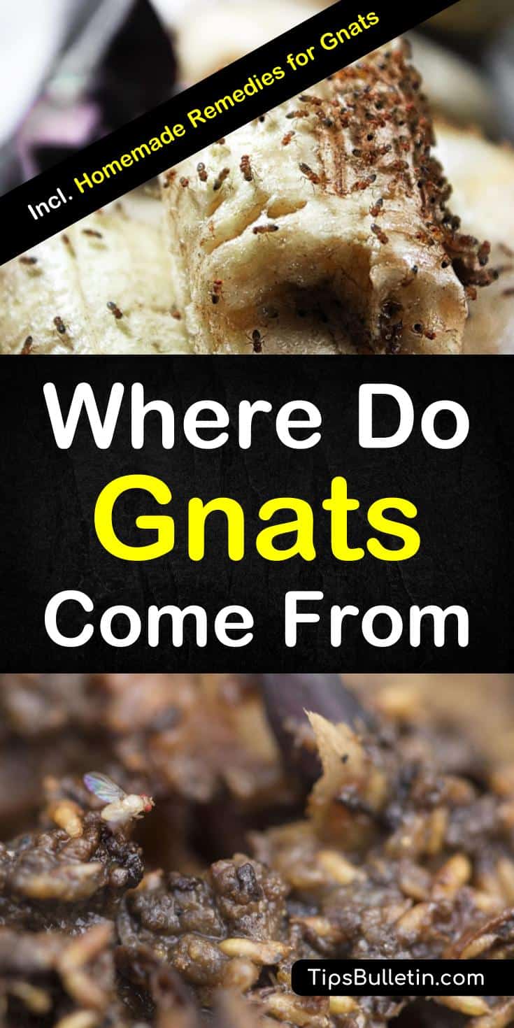 Learn what causes gnat infestations and where to find their most common breeding and food sources. Learn how to eliminate gnats in plants and how to trap gnats with homemade gnat traps and repellents. #gnats #gnatscomefrom #killgnats