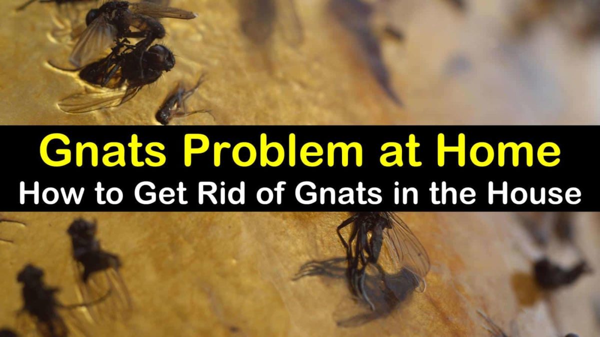 How To Get Gnats Out Of Your House Online Discounted, Save 48% | jlcatj ...