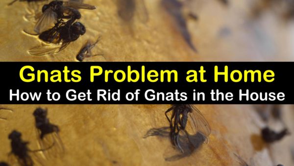 How To Get Rid Of Gnats In House T1 600x338 