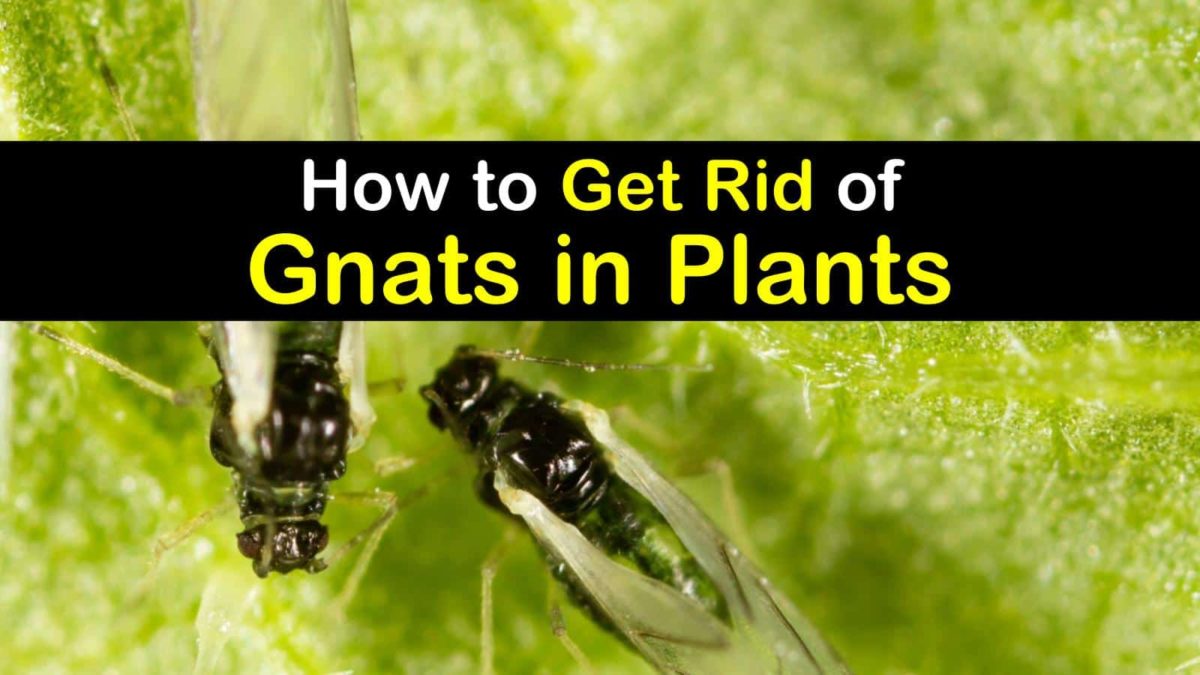 4+ Handy Ways to Get Rid of Gnats in Plants