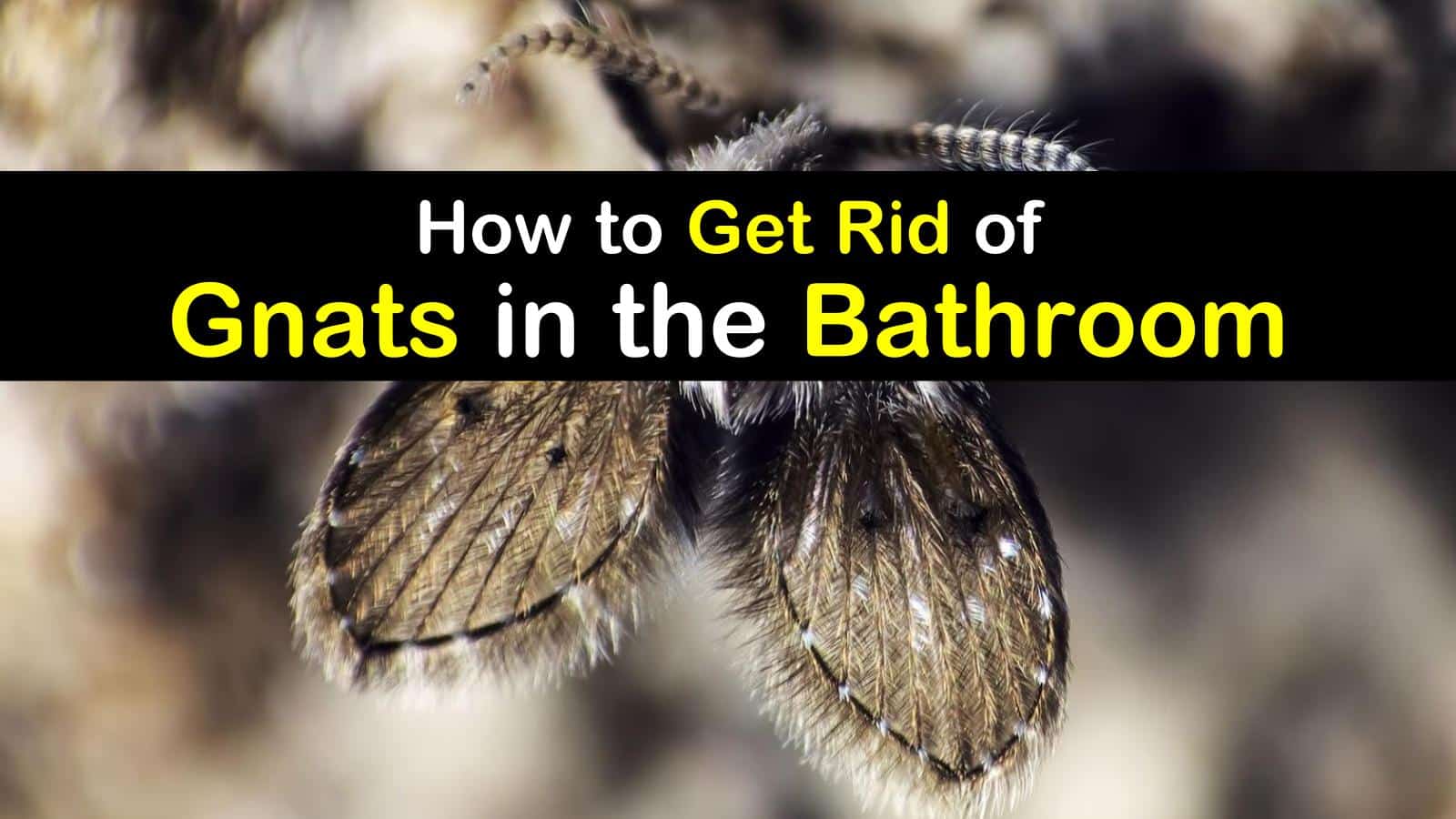 gnats coming out of bathroom sink