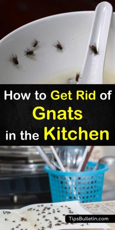 How To Get Rid Of Gnats In The Kitchen P1 384x768 
