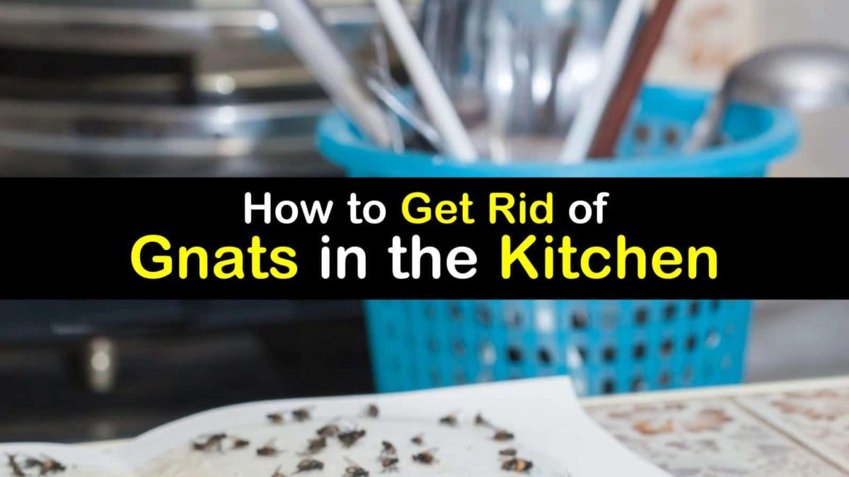 get rid of gnats kitchen sink