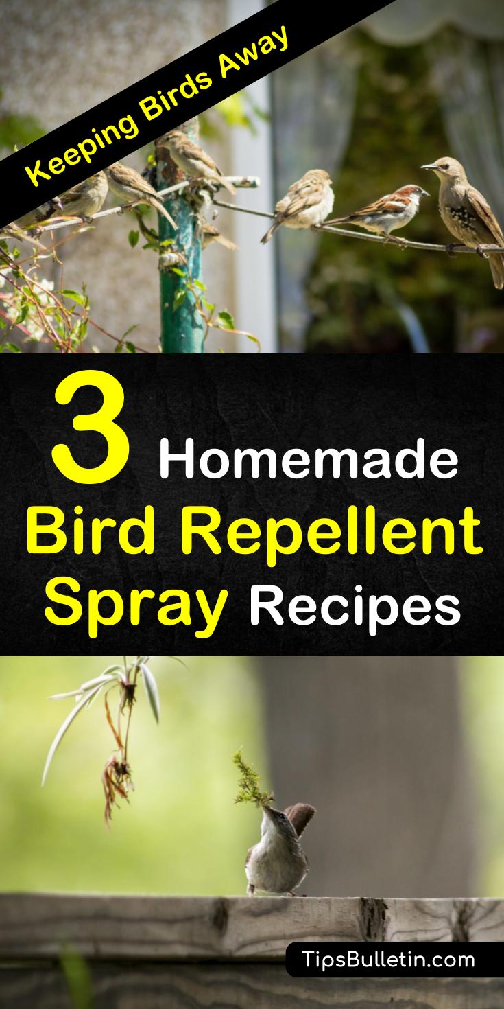 Learn how to make simple homemade bird repellent sprays with non-toxic, environmentally friendly products. These simple pest control methods will keep birds from eating your plants and destroying your garden. #keepbirdsaway #birdrepellentspray #diybirdrepellent