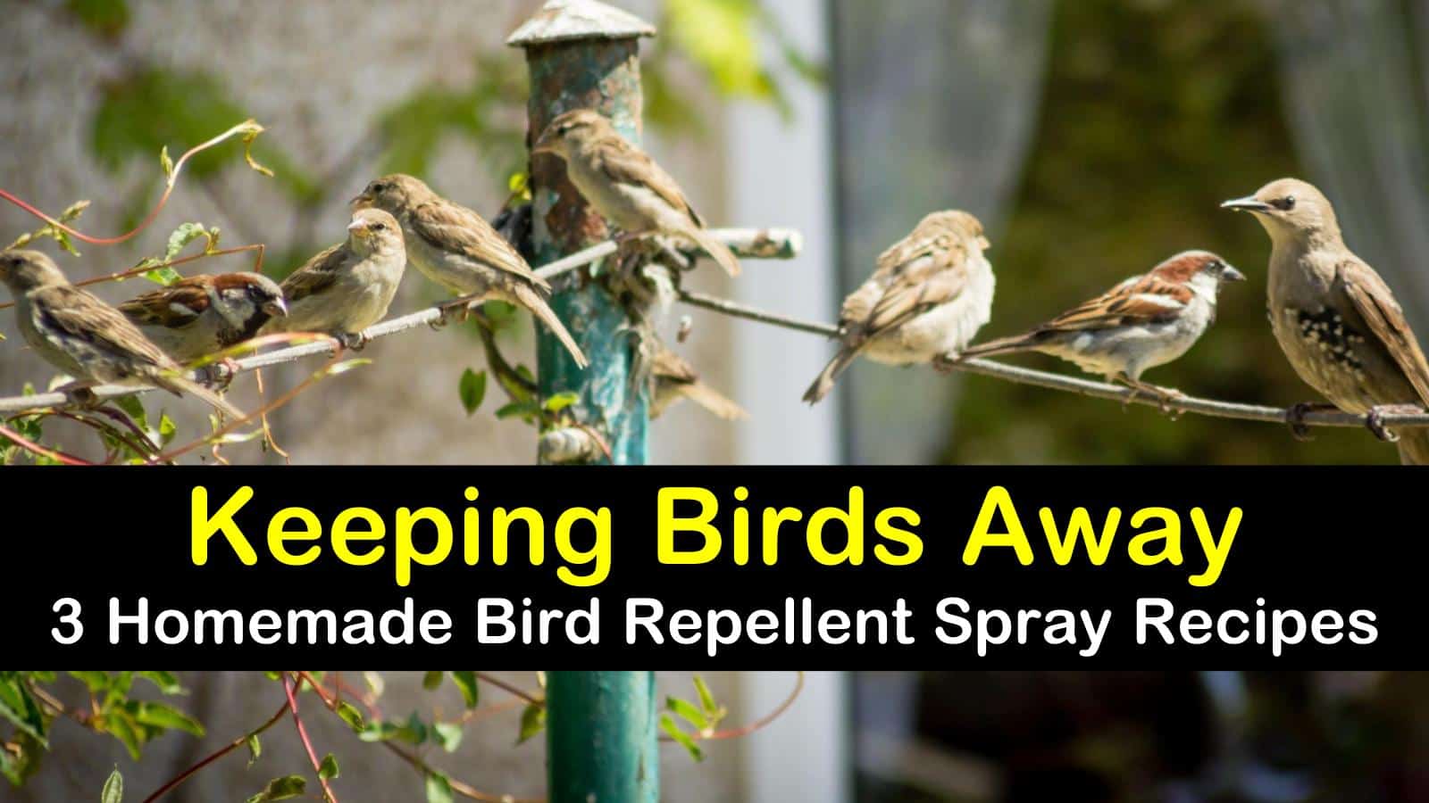 homemade bird repellent spray titleimg1