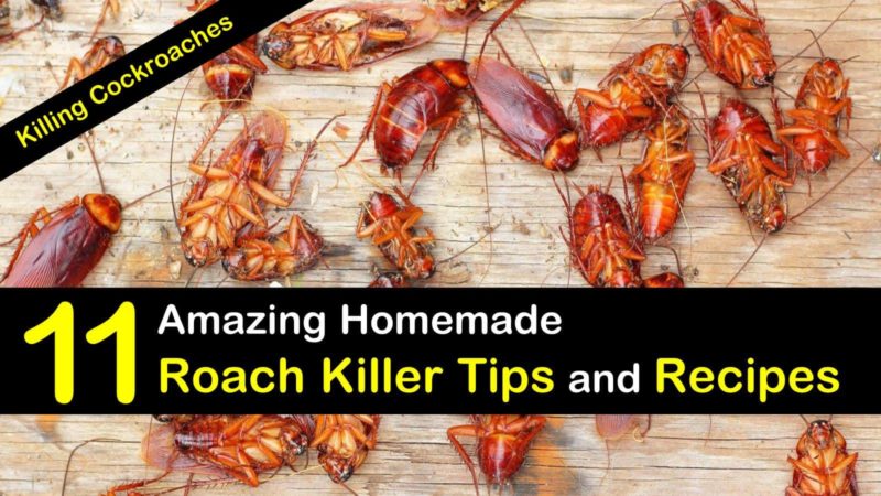 Killing Cockroaches 11 Amazing Homemade Roach Killer Tips And Recipes Chad Wilkens