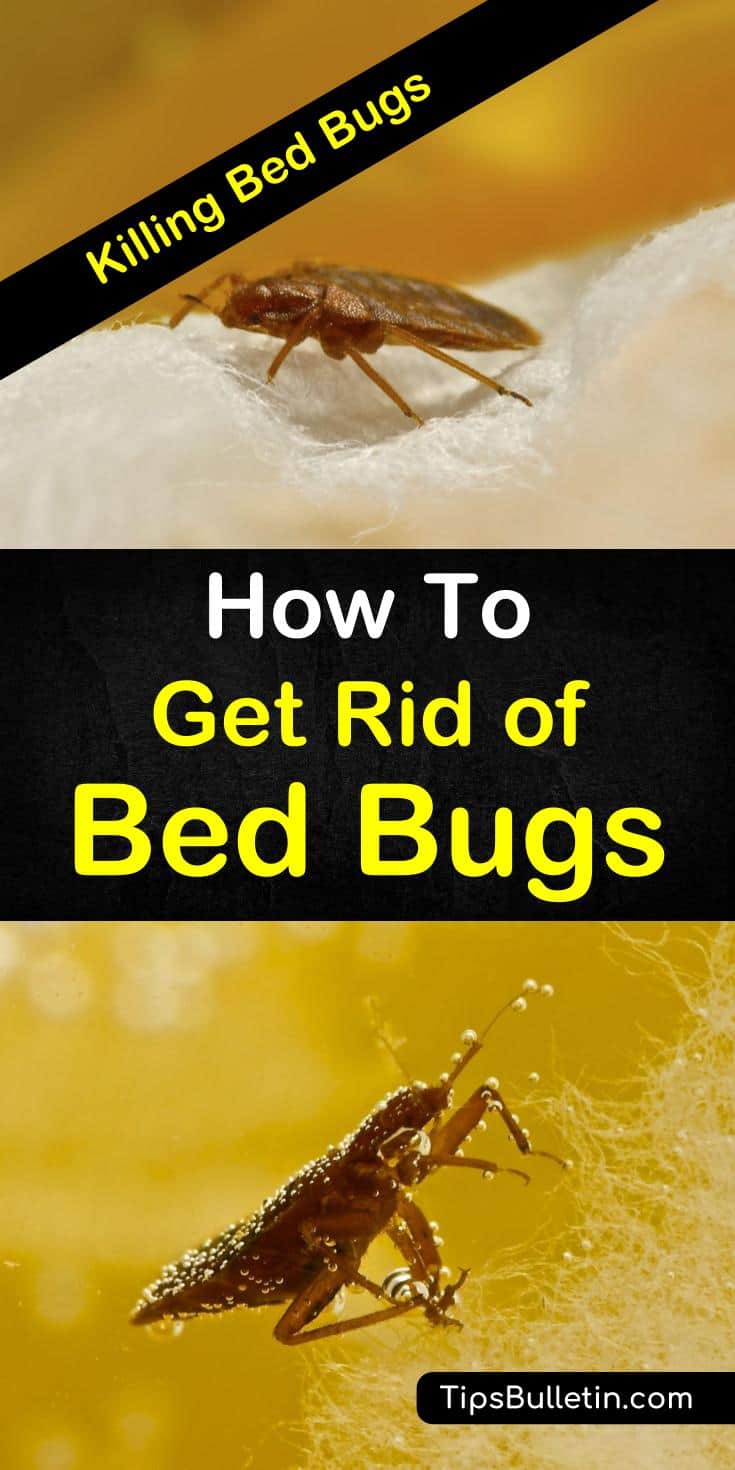Killing Bed Bugs - Learn How To Get Rid of Bed Bugs