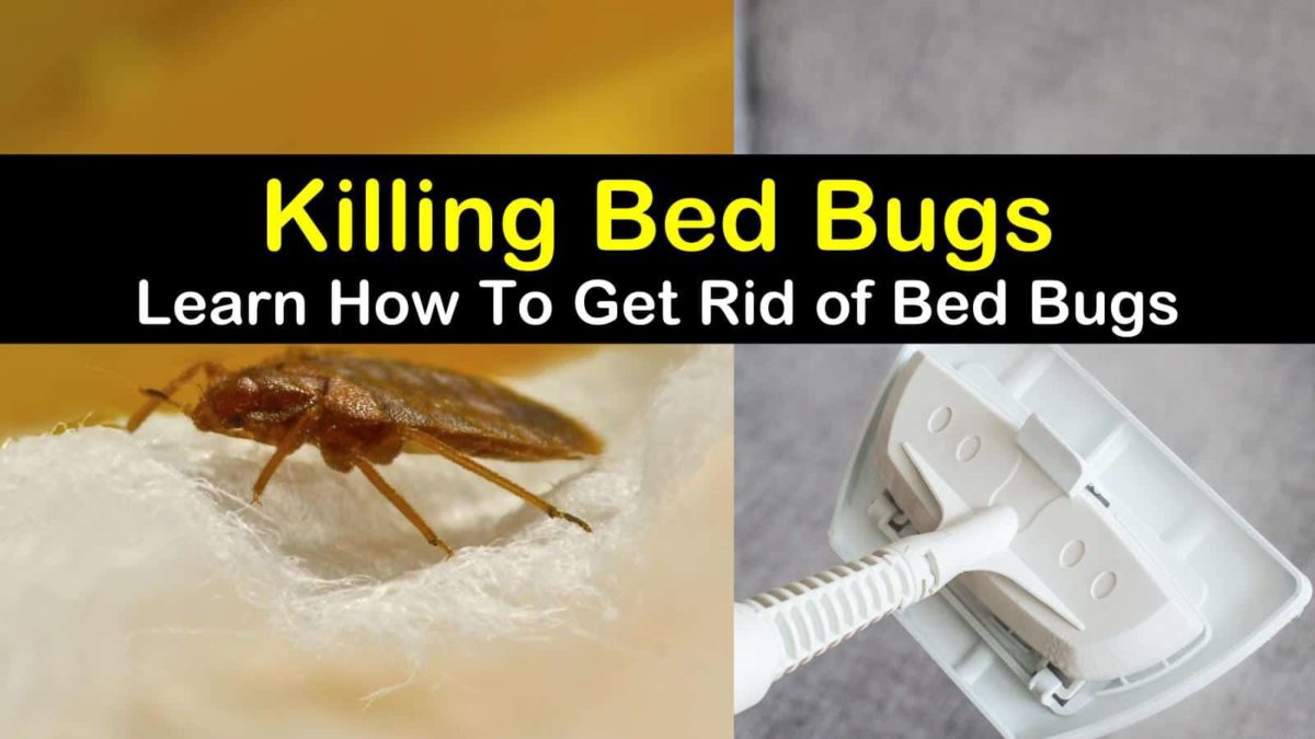 can you kill bed bugs with mattress protectors