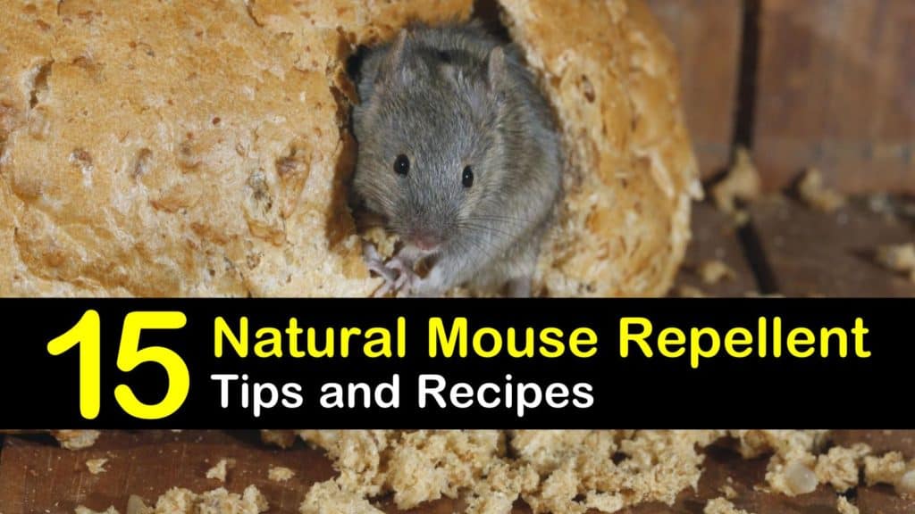 Keeping Mice Away - 15 Natural Mouse Repellent Tips and Recipes
