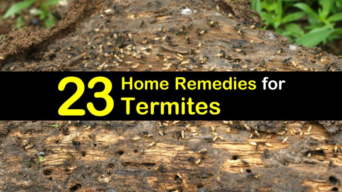 termites termite pest tipsbulletin