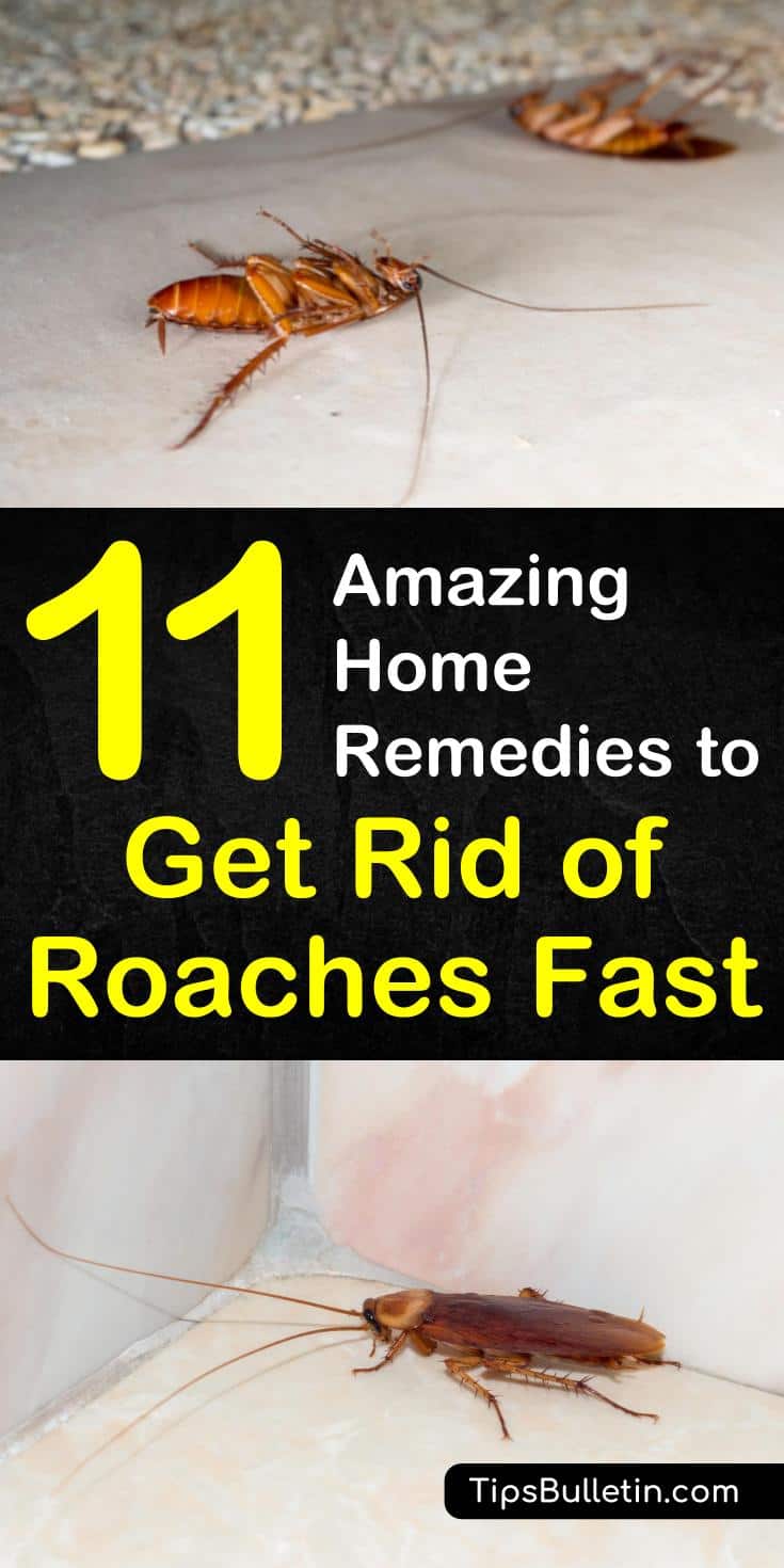 11 Amazing Solutions To Get Rid Of Roaches Fast