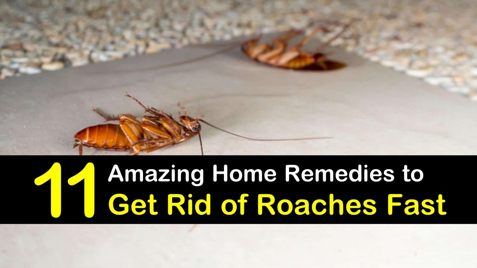 11 Amazing Solutions To Get Rid Of Roaches Fast 2022