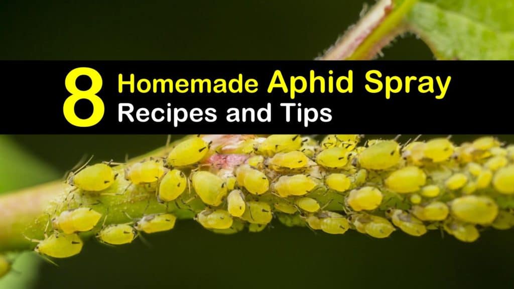 how to spray trees for aphids