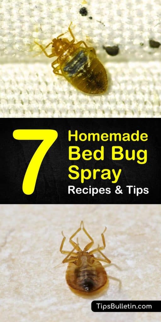Getting Rid of Bed Bugs: 7 Homemade Bed Bug Spray Tips