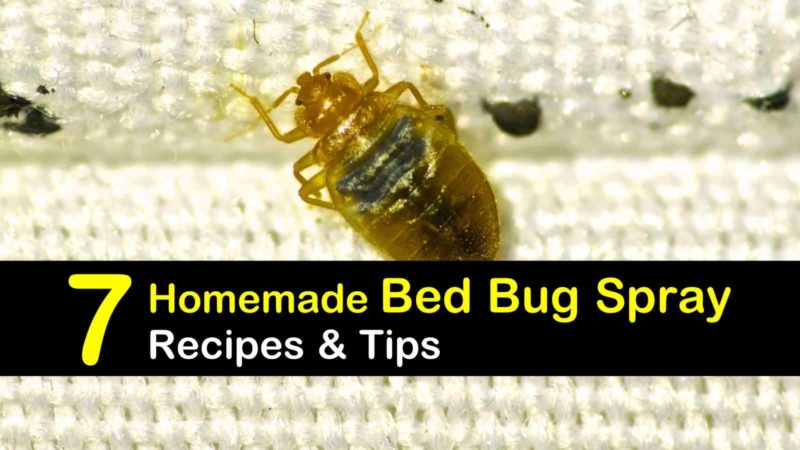 homemade bed bug spray for mattress