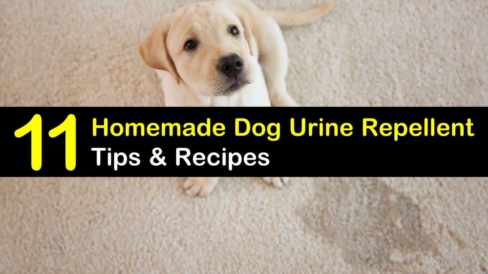 Keeping Dogs Away 11 Homemade Dog Urine Repellent Tips And Recipes