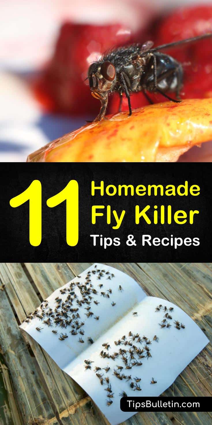 Homemade Fly Killer P1 