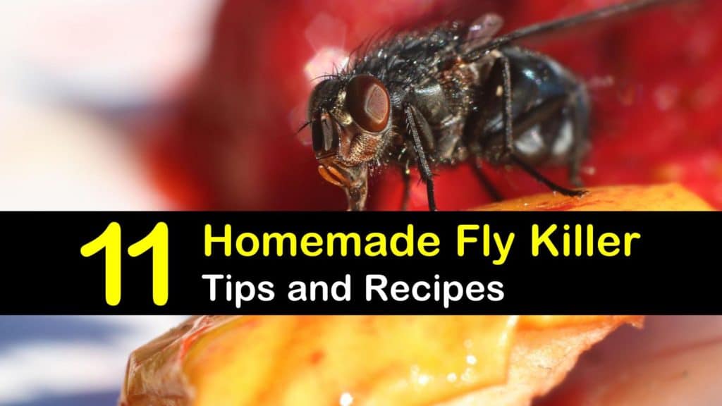 Homemade Fly Killer T1 1024x576 