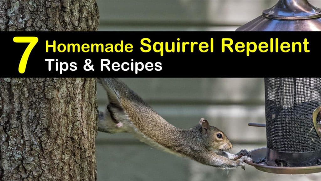 Keeping Squirrels Away - 7 Homemade Squirrel Repellent ...