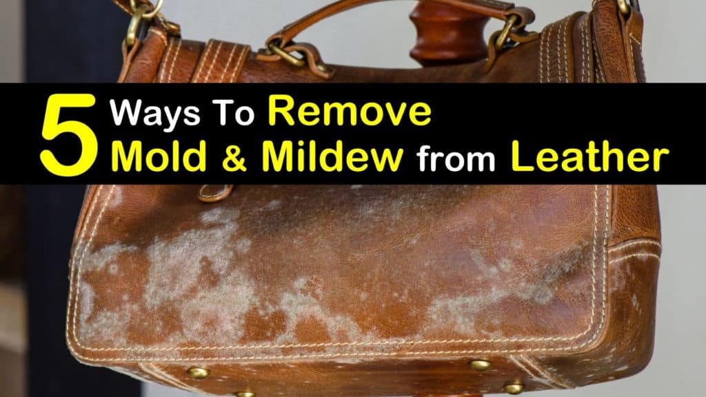 cleaning mold off leather sofa
