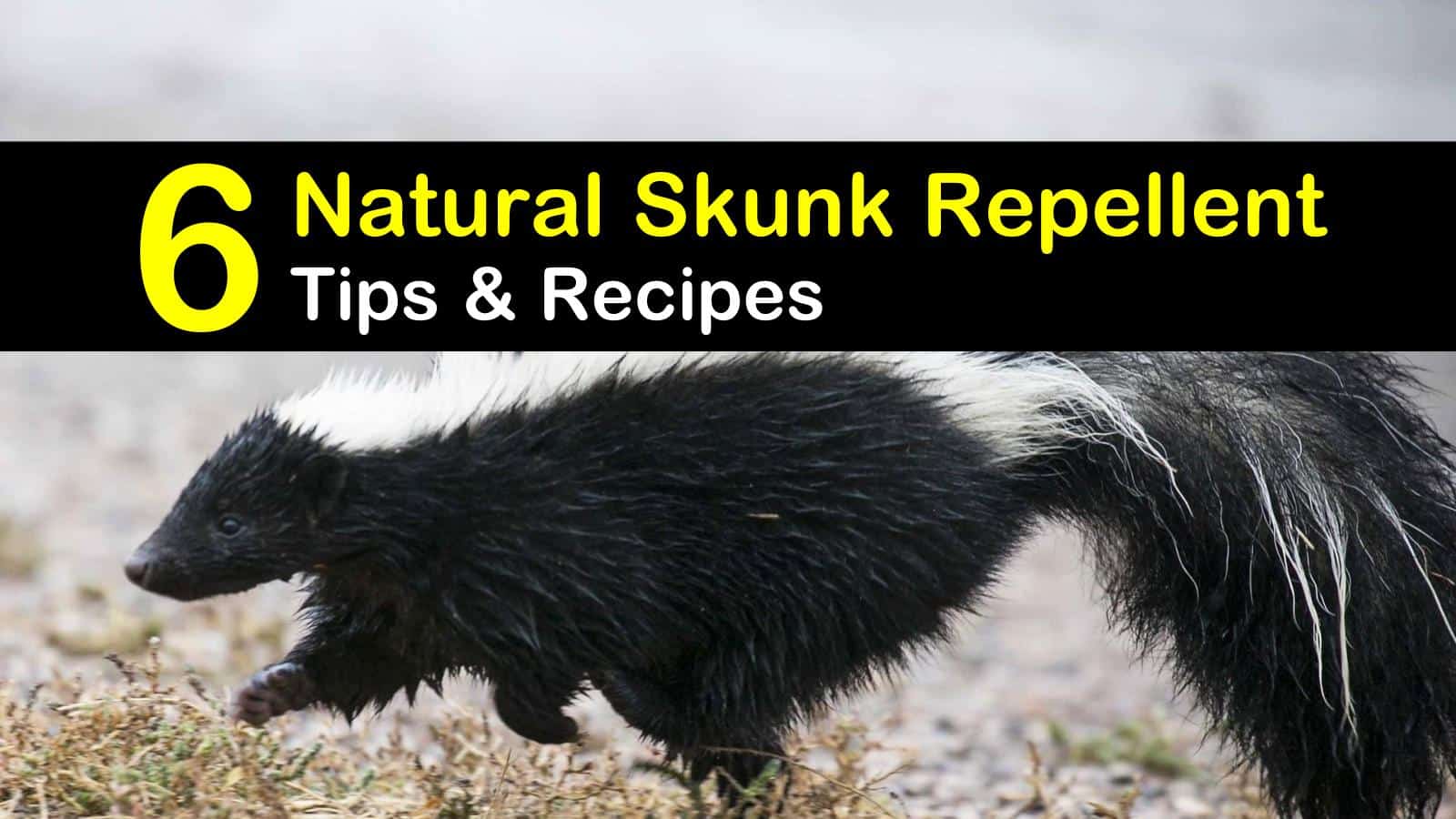 6 Safe \u0026 Reliable Skunk Repellent Remedies