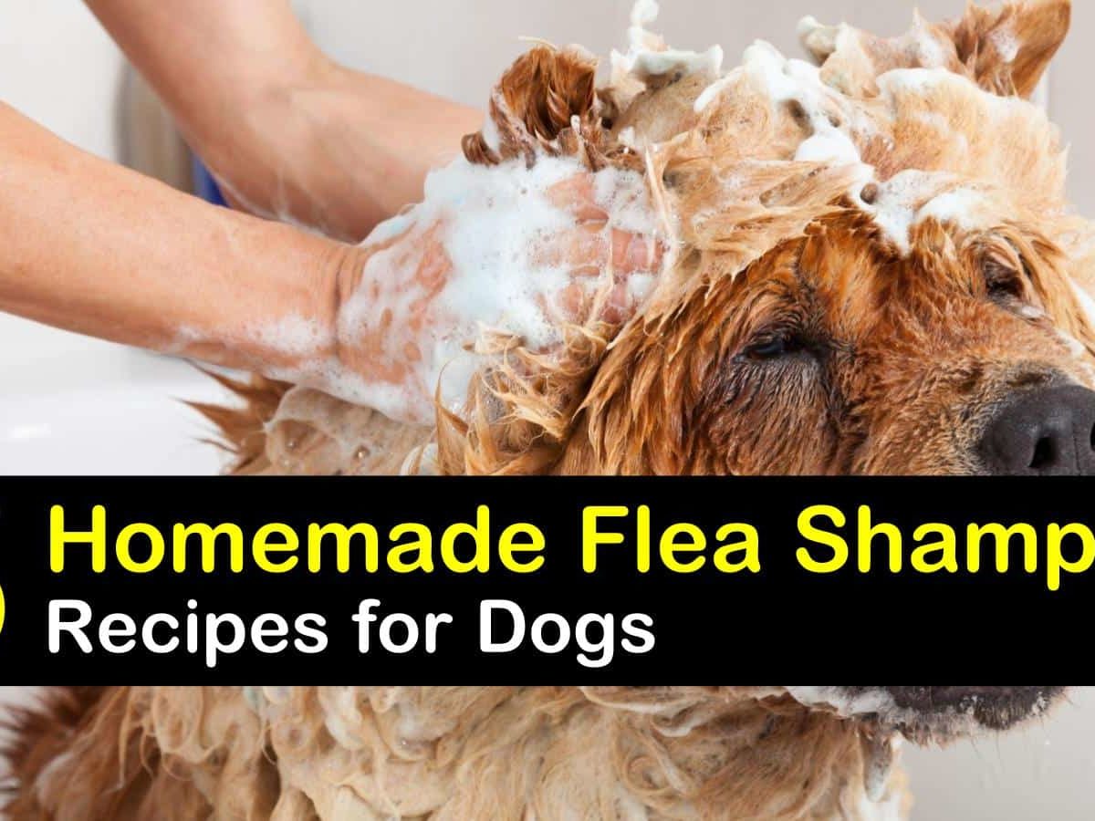 Homemade Flea Shampoo Recipes for Dogs