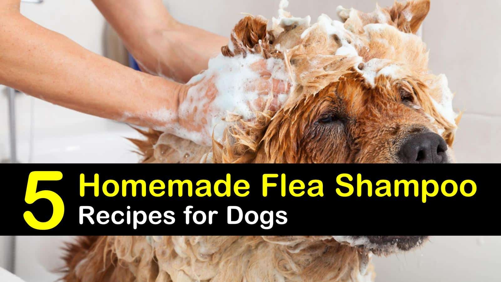 5 Amazing Homemade Flea Shampoo Recipes For Dogs