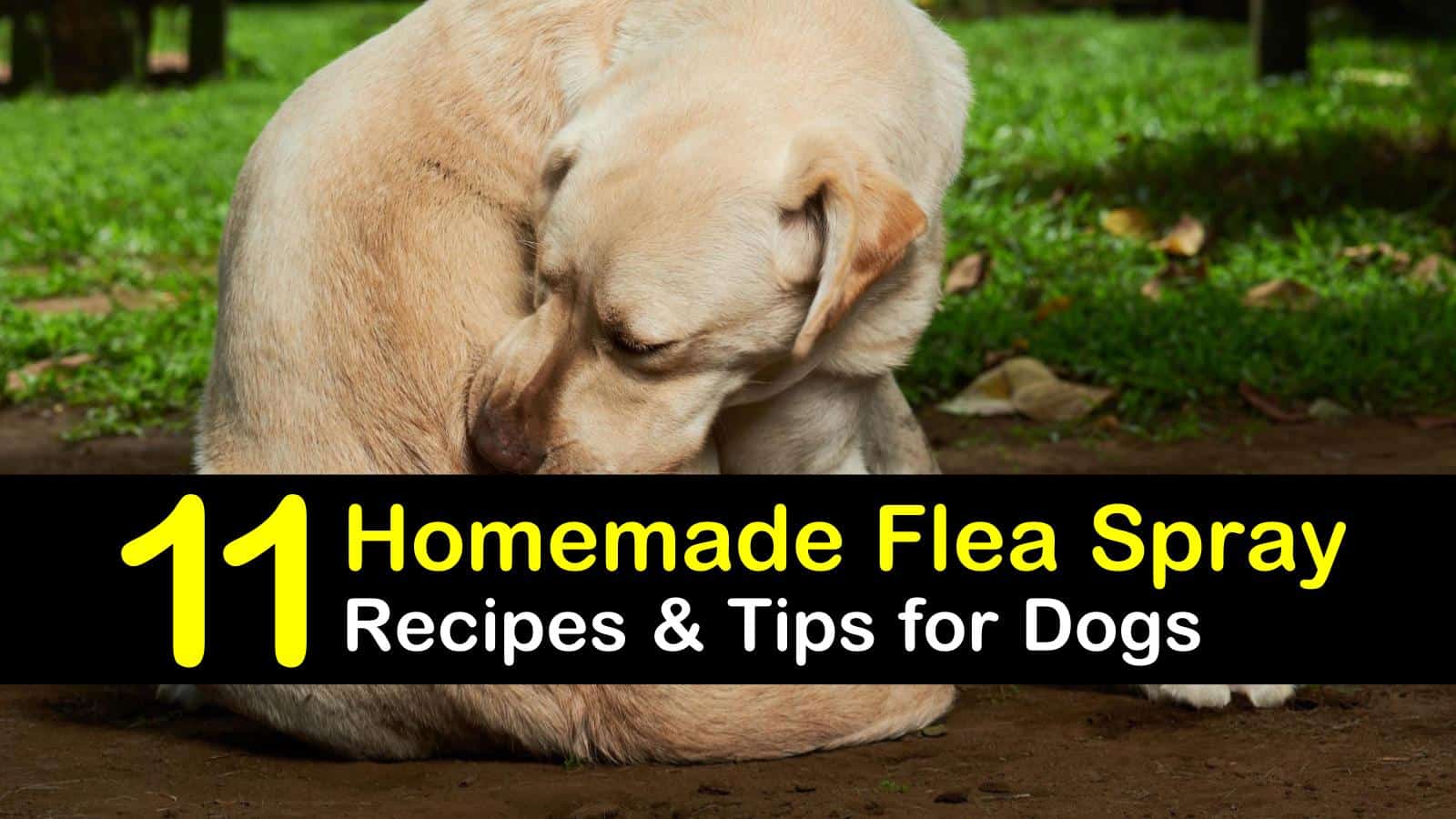 homemade flea remedy for dogs
