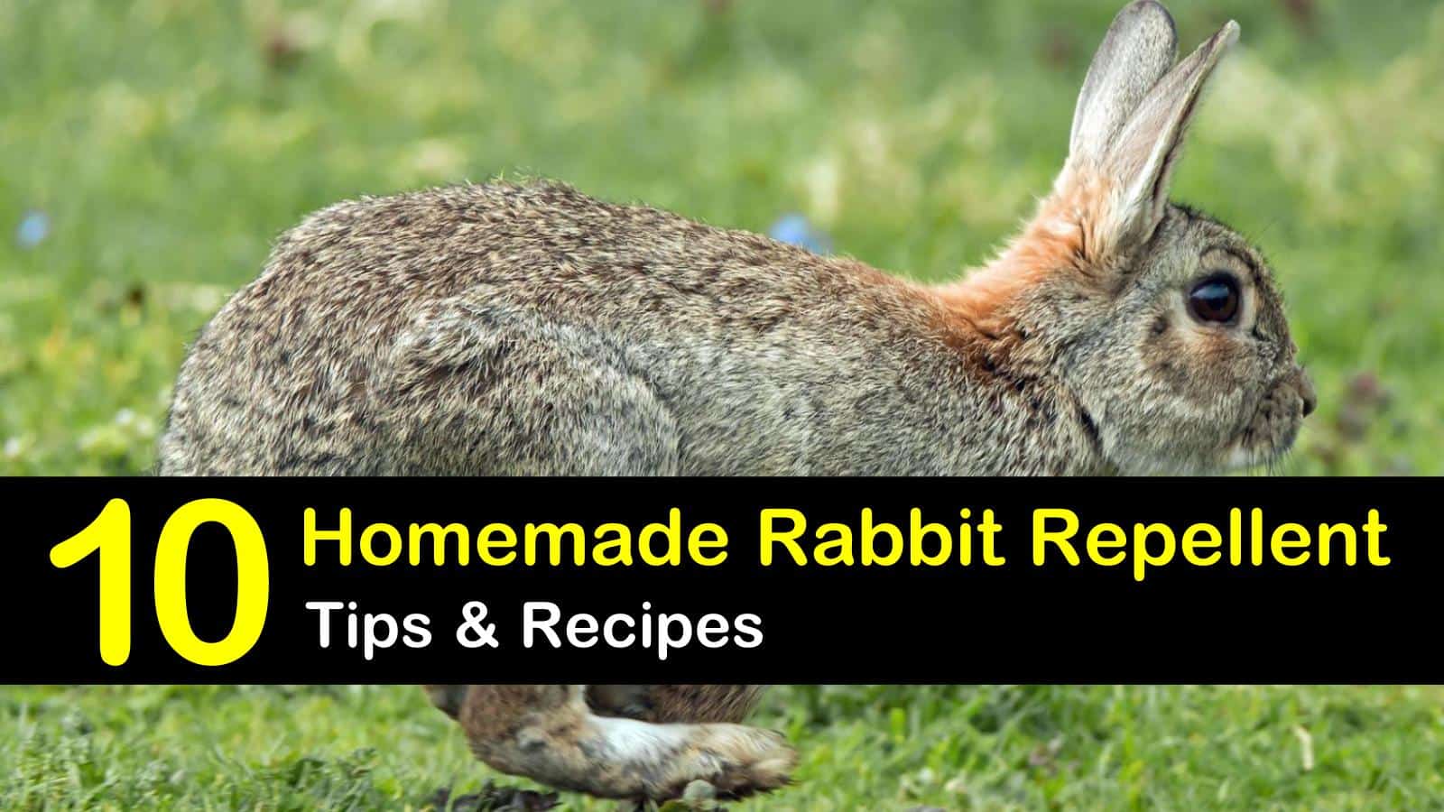 How To Make Homemade Rabbit Repellent 10 Scents That Rabbits Hate And How To Use Them Pest